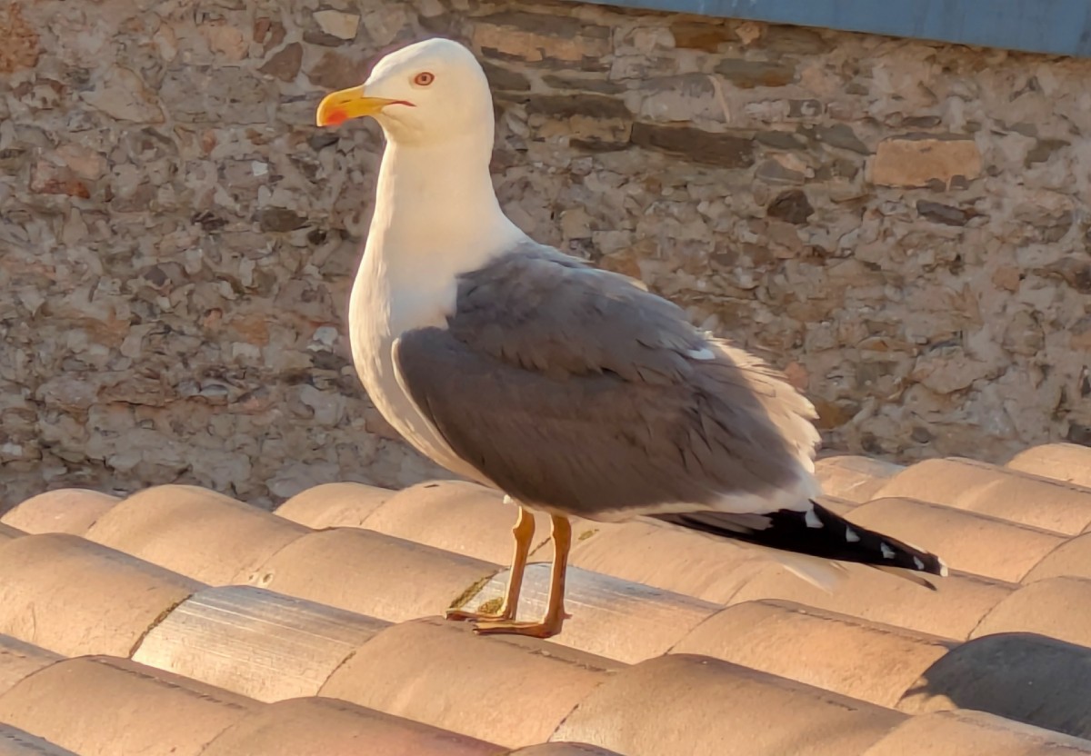 Le goéland sur le toit (à Sète)