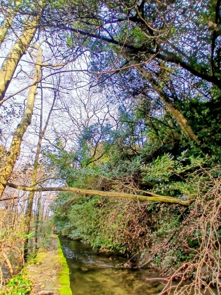Jeux d&rsquo;arbres le long du canal de Baza